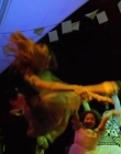 A_MIDSUMMERS_NIGHTS_DREAM_mp42614.jpg