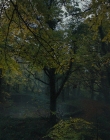 Gretel_and_Hansel_mp40913.jpg