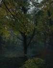 Gretel_and_Hansel_mp40914.jpg