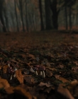 Gretel_and_Hansel_mp41142.jpg
