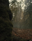 Gretel_and_Hansel_mp43033.jpg