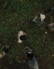 Gretel_and_Hansel_mp44862.jpg