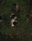 Gretel_and_Hansel_mp44864.jpg
