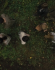 Gretel_and_Hansel_mp44865.jpg
