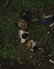 Gretel_and_Hansel_mp44866.jpg