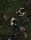 Gretel_and_Hansel_mp44868.jpg